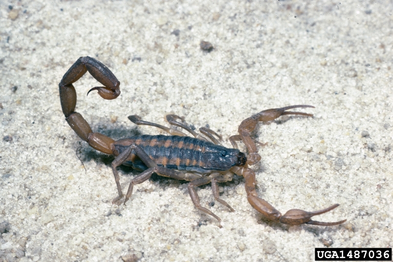 scorpion picture 1